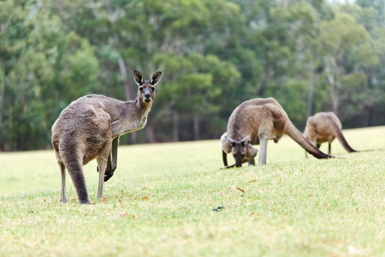 Rac Karri Valley Resort Pemberton Buitenkant foto